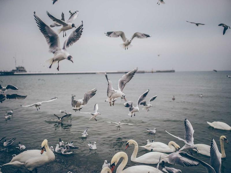 feedback screenshot 1